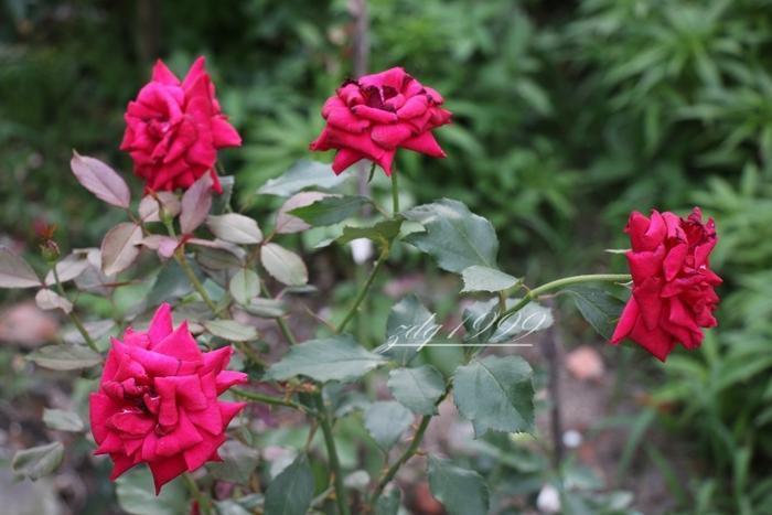 各品种夏花欣赏,美图来袭