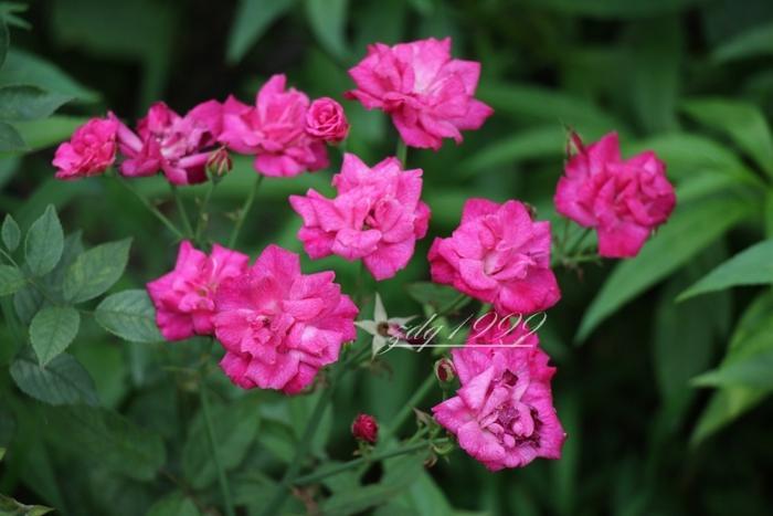 各品种夏花欣赏,美图来袭