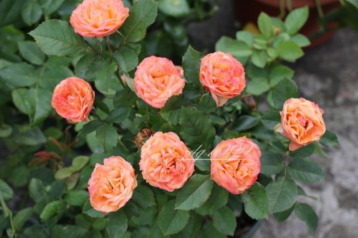 各品种夏花欣赏,美图来袭