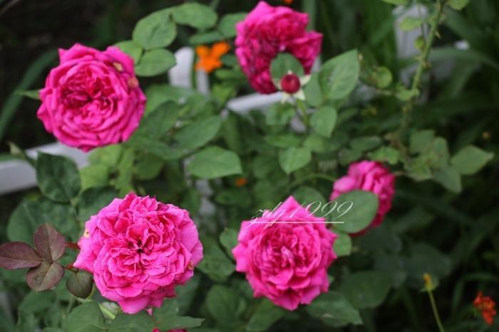 各品种夏花欣赏,美图来袭