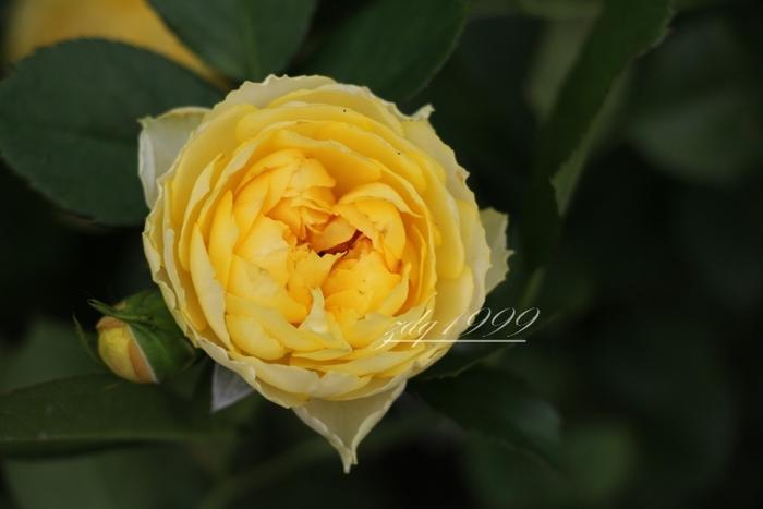 各品种夏花欣赏,美图来袭