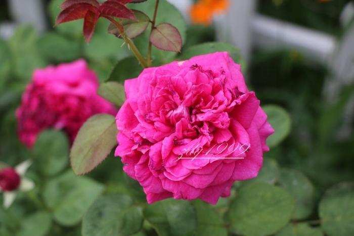 各品种夏花欣赏,美图来袭