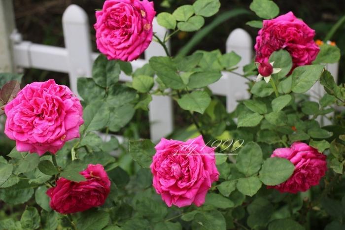 各品种夏花欣赏,美图来袭