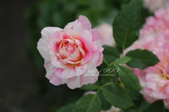 各品种夏花欣赏,美图来袭