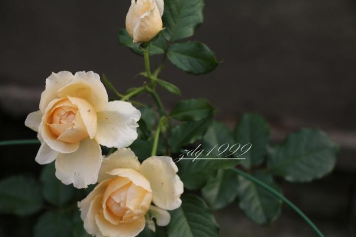 各品种夏花欣赏,美图来袭