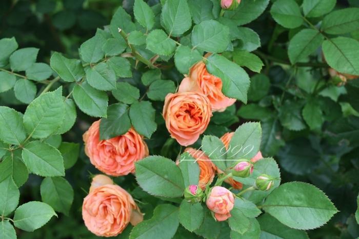 各品种夏花欣赏,美图来袭