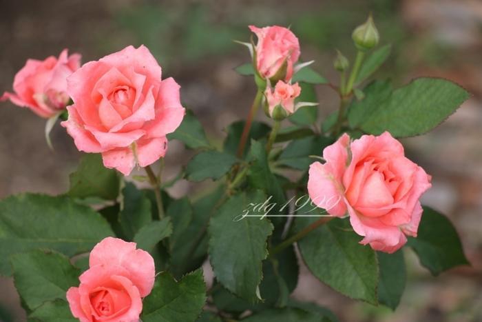 各品种夏花欣赏,美图来袭