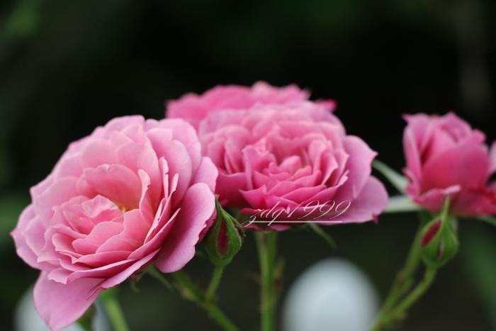 各品种夏花欣赏,美图来袭