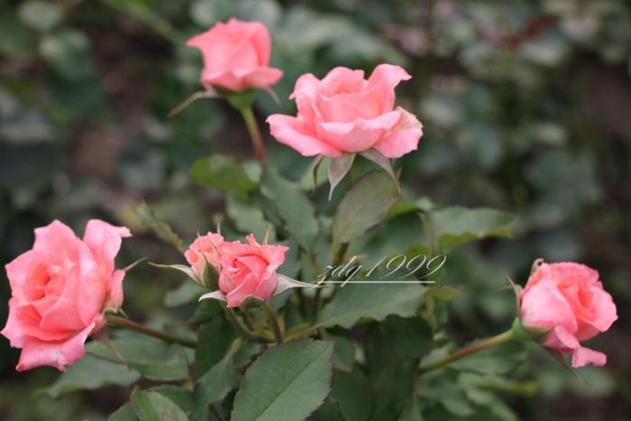 各品种夏花欣赏,美图来袭