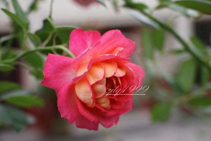 各品种夏花欣赏,美图来袭