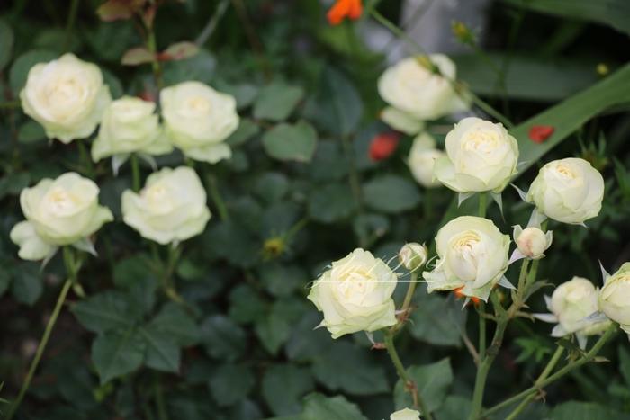 各品种夏花欣赏,美图来袭