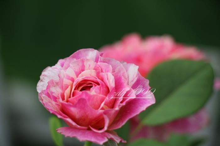 各品种夏花欣赏,美图来袭