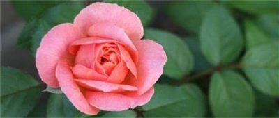 各品种夏花欣赏,美图来袭