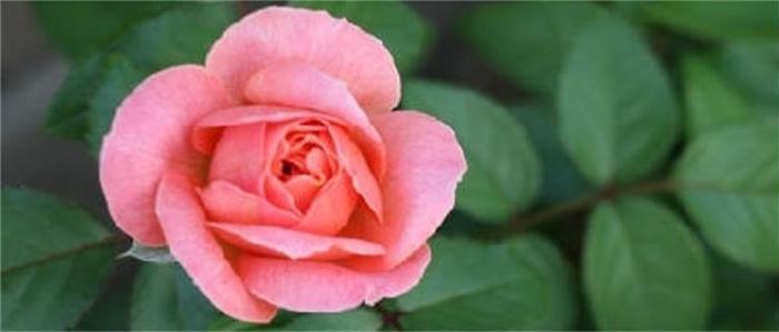 各品种夏花欣赏,美图来袭