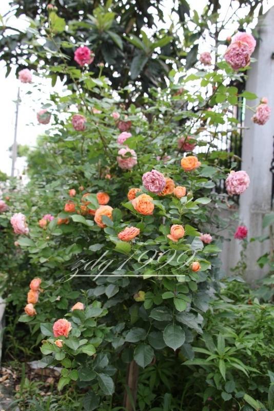 各品种夏花欣赏,美图来袭