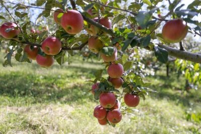 贵州威宁:瓜果满园粮满仓 沃野千里丰收忙