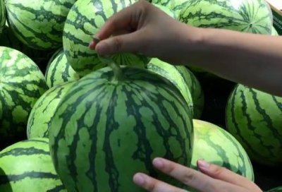 西瓜的挑选也是有技巧的,牢记这些技巧,皮薄多汁,一挑一个准!