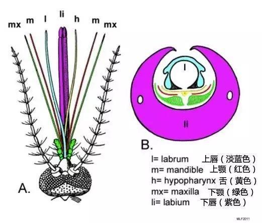 如果全世界的蚊子消失了会怎样?