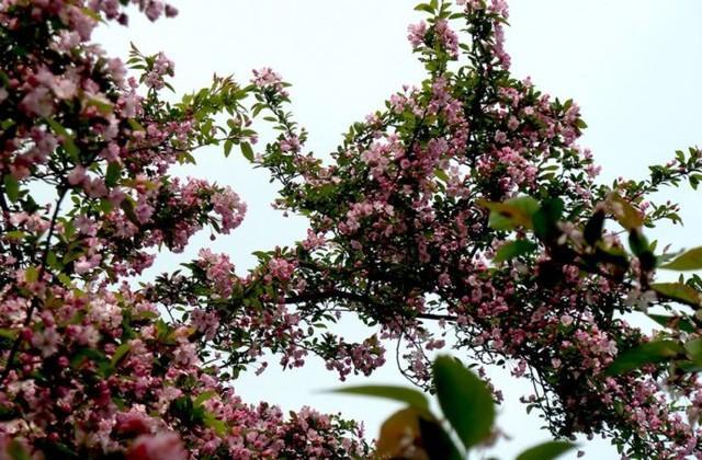 赏花赏月赏秋香,趁早咱们还是先赏樱花吧。