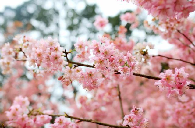 赏花赏月赏秋香,趁早咱们还是先赏樱花吧。