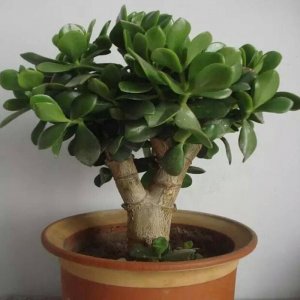 ​养玉树盆景，做好“一步”就行了，叶肥厚翠绿，更快变霸气老桩