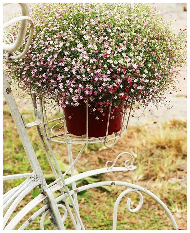 盆栽满天星种植、养护大全!喜欢满天星的朋友看过来