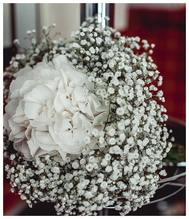 盆栽满天星种植、养护大全!喜欢满天星的朋友看过来