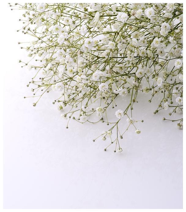 盆栽满天星种植、养护大全!喜欢满天星的朋友看过来