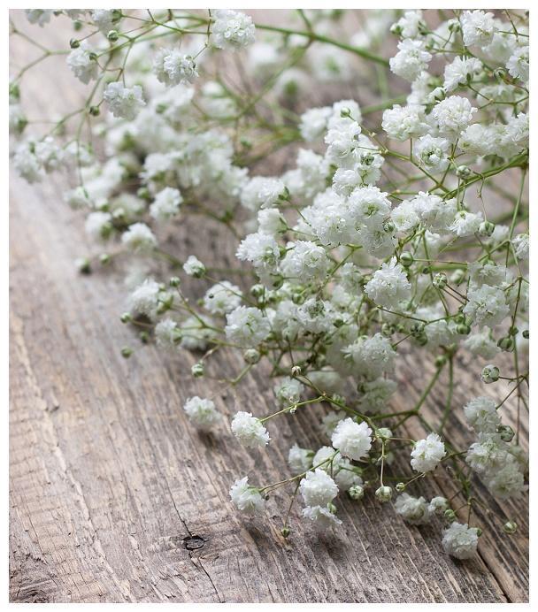 盆栽满天星种植、养护大全!喜欢满天星的朋友看过来