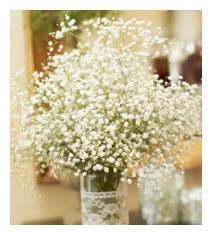 盆栽满天星种植、养护大全!喜欢满天星的朋友看过来