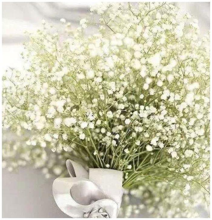 盆栽满天星种植、养护大全!喜欢满天星的朋友看过来