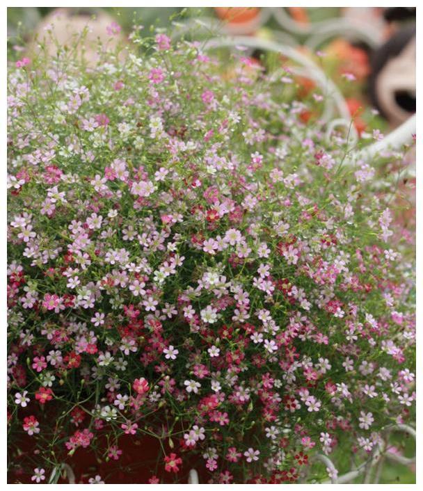 盆栽满天星种植、养护大全!喜欢满天星的朋友看过来