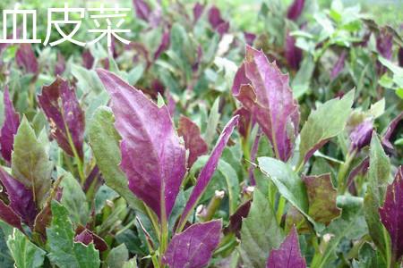 血皮菜叶子.jpg 血皮菜叶子.jpg