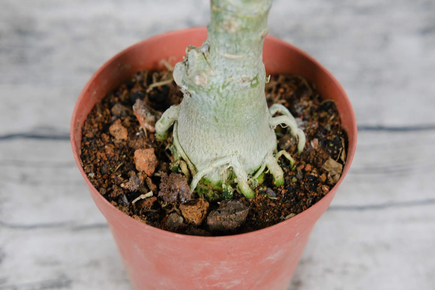 沙漠玫瑰 沙漠玫瑰