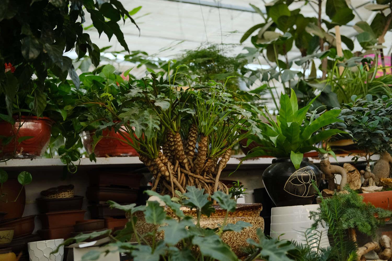 仙羽蔓绿绒 仙羽蔓绿绒