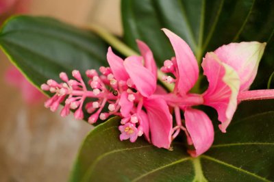 ​宝莲灯花蕾期要怎么养