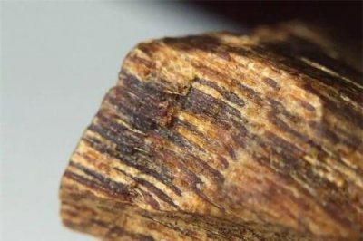 ​世界上最贵的木头--奇楠木