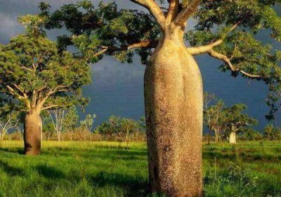 ​世界上储水量最大的树，堪称“沙漠水塔”