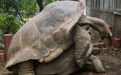 ​世界上最大的陆生乌龟，象龟重达375公斤