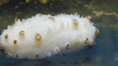 ​世界上最珍贵的海参，白玉海参每公斤33万元