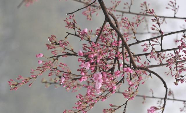 湖南省植物园“樱花雨”，怎一个美字了得