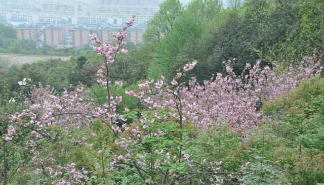 湖南省植物园“樱花雨”，怎一个美字了得