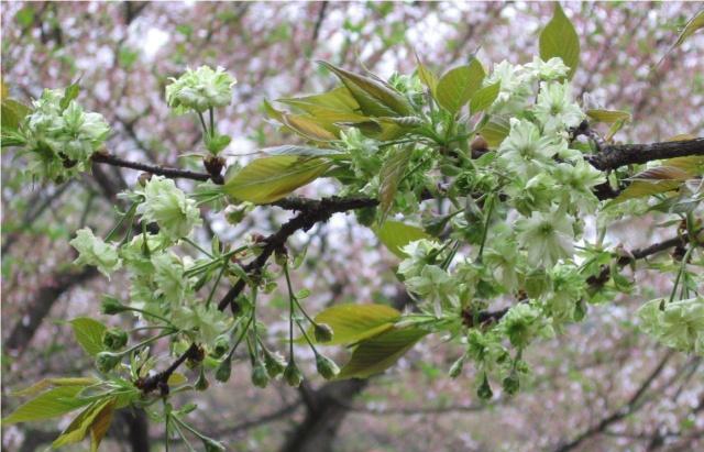 湖南省植物园“樱花雨”，怎一个美字了得