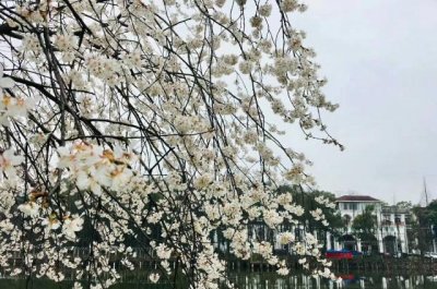 湖南省植物园“樱花雨”,怎一个美字了得