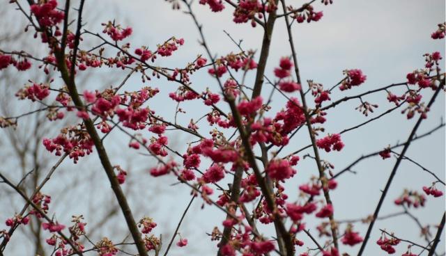 湖南省植物园“樱花雨”，怎一个美字了得