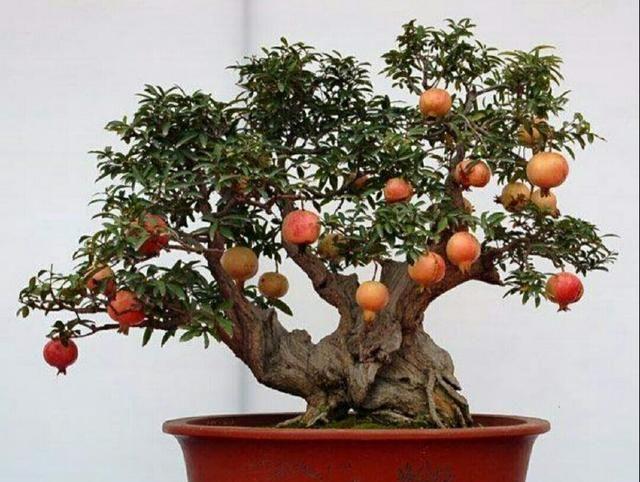 野外这些常见的植物桩,制作成盆景后极具观赏性