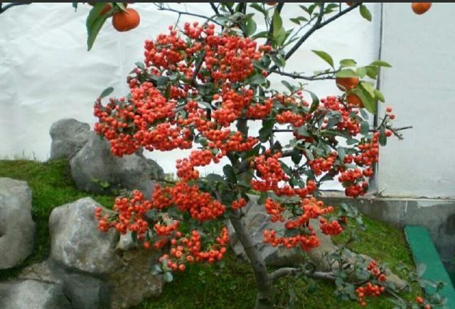 野外这些常见的植物桩,制作成盆景后极具观赏性