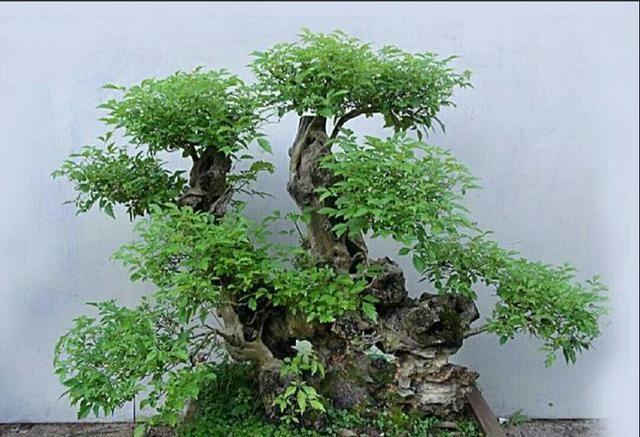 野外这些常见的植物桩,制作成盆景后极具观赏性