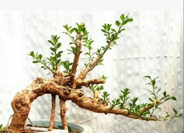 野外这些常见的植物桩,制作成盆景后极具观赏性