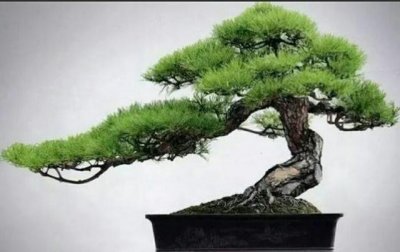 野外这些常见的植物桩,制作成盆景后极具观赏性